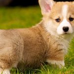 Welsh Corgi – Dog Breed Information and Pictures