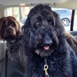 Wirehaired Pointing Griffon – Dog Breed Information and Pictures