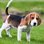 Chien Francais Tricolore – Dog Breed Information and Pictures
