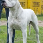 Cordoba Fighting Dog – Dog Breed Information and Pictures