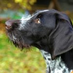 Grand Bleu de Gascogne – Dog Breed Information and Pictures