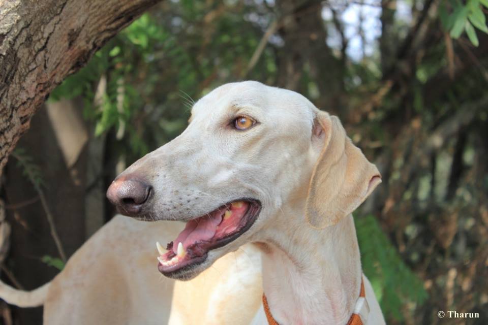 the mudhol hounds information
