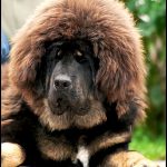 Tibetan Mastiff – Dog Breed Information and Pictures