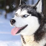 West Siberian Laika – Dog Breed Information and Pictures