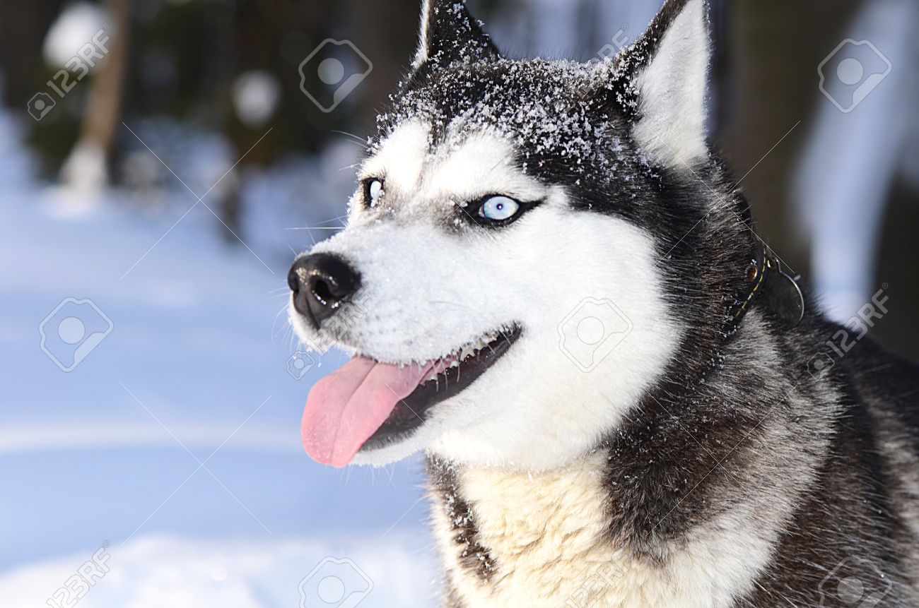 West Siberian Laika Dog Breed Information And Pictures Livelife