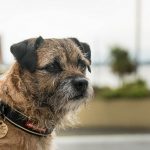Border Terrier - dog breed information and pictures
