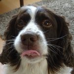 English Springer Spaniel – Dog Breed Information and Pictures