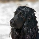 English Cocker Spaniel – Dog Breed Information and Pictures