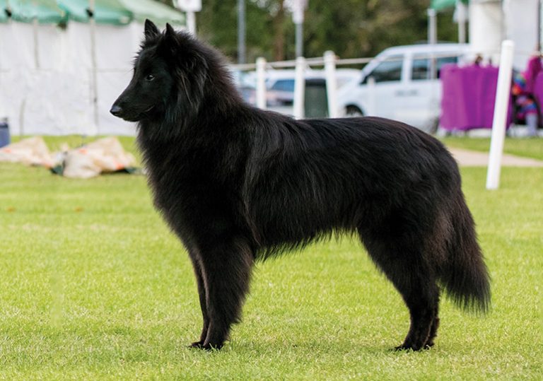 Groenendael – Dog Breed Information and Pictures | Livelife