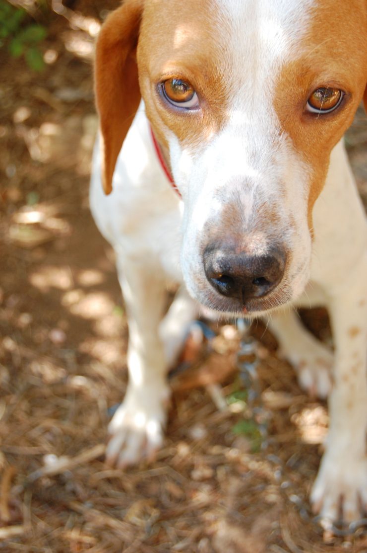 Istarski Kratkodlaki Gonic Dog Breed Information And Pictures Livelife