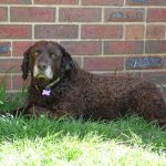 Murray River Curly Coated Retriever – Dog Breed Information and Pictures