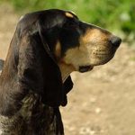 Petit Bleu de Gascogne – Dog Breed Information and Pictures