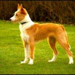 Podenco Galego – Dog Breed Information and Pictures