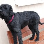 Schnauzer (Giant) – Dog Breed Information and Pictures