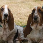 Schweizer Laufhund – Dog Breed Information and Pictures