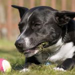 Staffordshire Bull Terrier – Dog Breed Information and Pictures