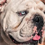 The Bulldog – Dog Breed Information and Pictures