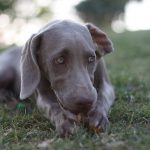 The Weimaraner – Dog Breed Information and Pictures