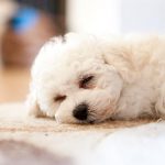 The Bichon Frise – Dog Breed Information and Pictures
