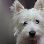 West Highland White Terrier – Dog Breed Information and Pictures