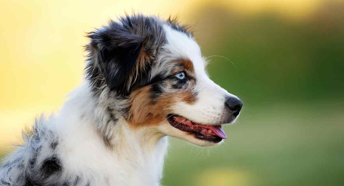 Miniature Australian Shepherd – Dog Breed Information and 