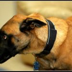 Malinois – Dog Breed Information and Pictures