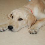 Labrador Retriever – Dog Breed Information and Pictures