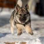 Norwegian Elkhound – Dog Breed Information and Pictures