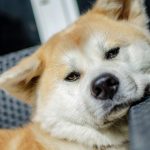Akita Inu – Dog Breed Information and Pictures