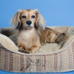 Bosnian Coarse-Haired Hound – Dog Breed Information and Pictures