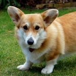 Cardigan Welsh Corgi – Dog Breed Information and Pictures