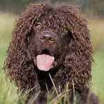 Irish Water Spaniel – Dog Breed Information and Pictures