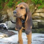 Bruno Jura Hound – Dog Breed Information and Pictures
