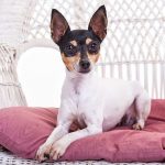 Miniature Fox Terrier – Dog Breed Information and Pictures
