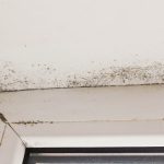 Signs that you need a mold inspection of your home