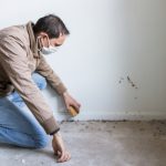 Black mold inspection 101: How it works