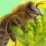 What Bee Keeping Supplies Are Needed To Start?