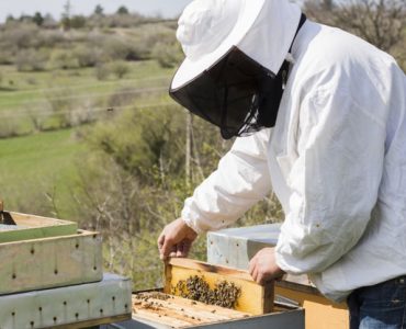 bee keeping equipment