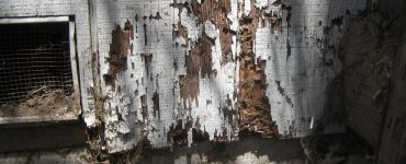 Termite Damage